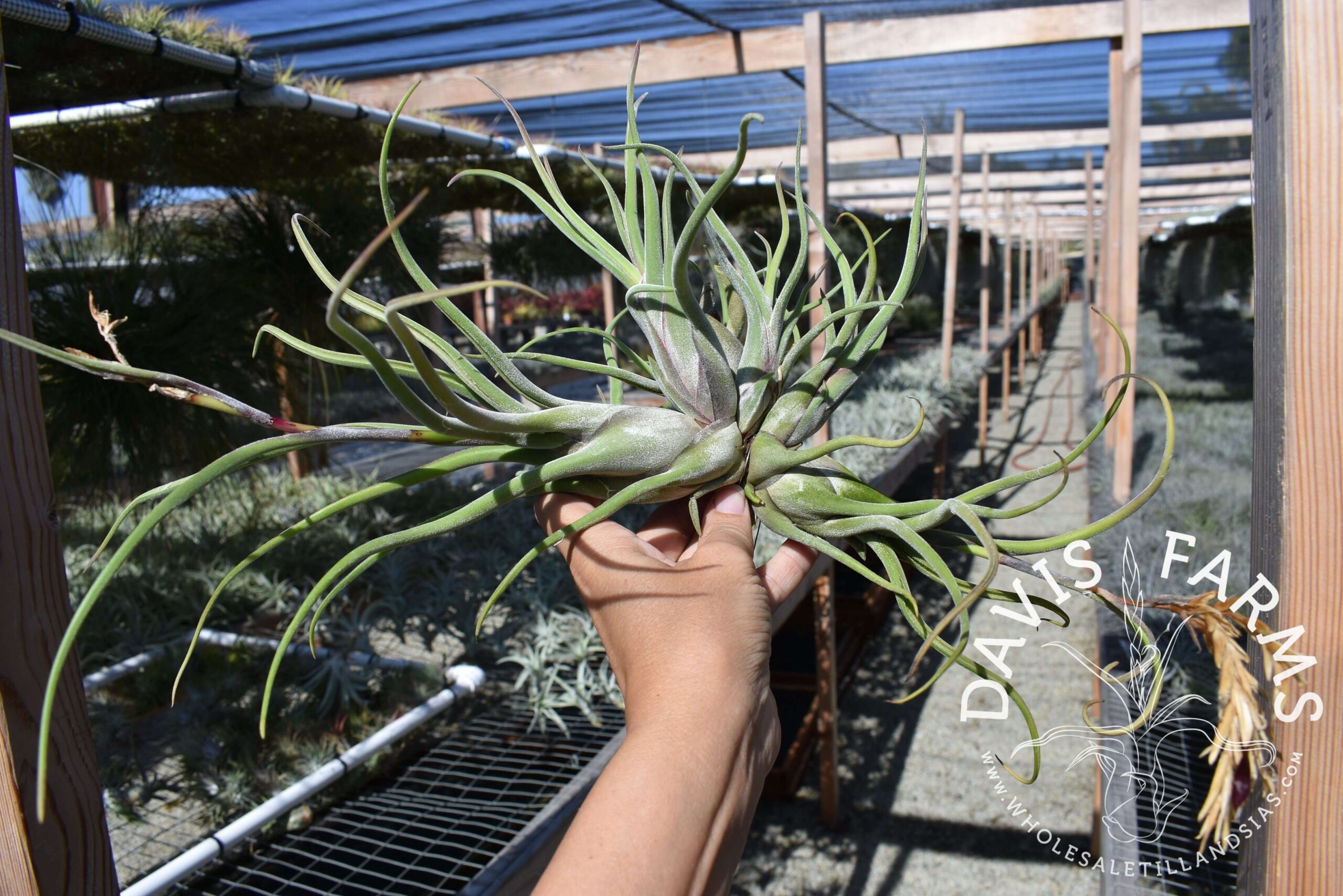 Tillandsia caput-medusae