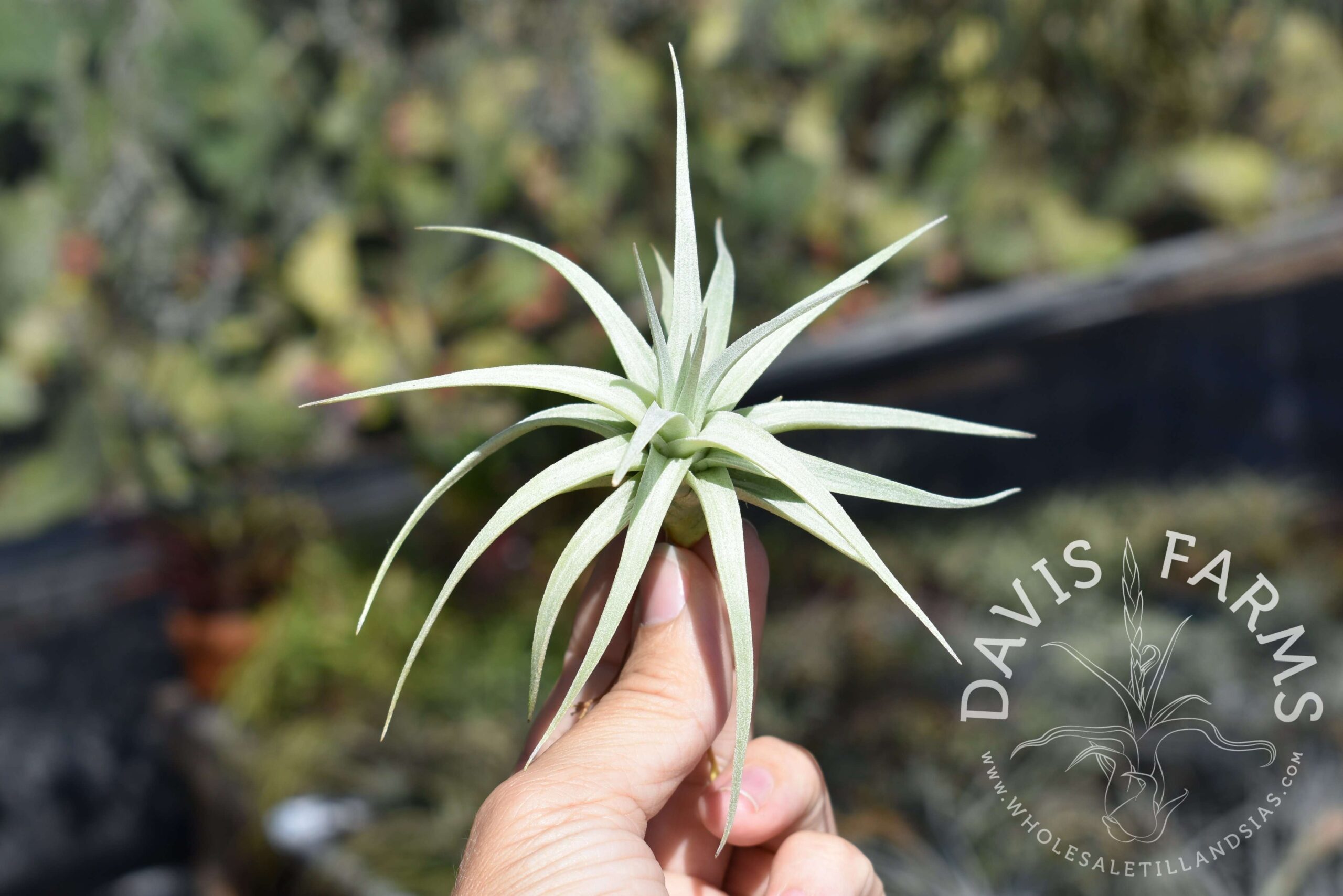 Tillandsia stricta angel white form
