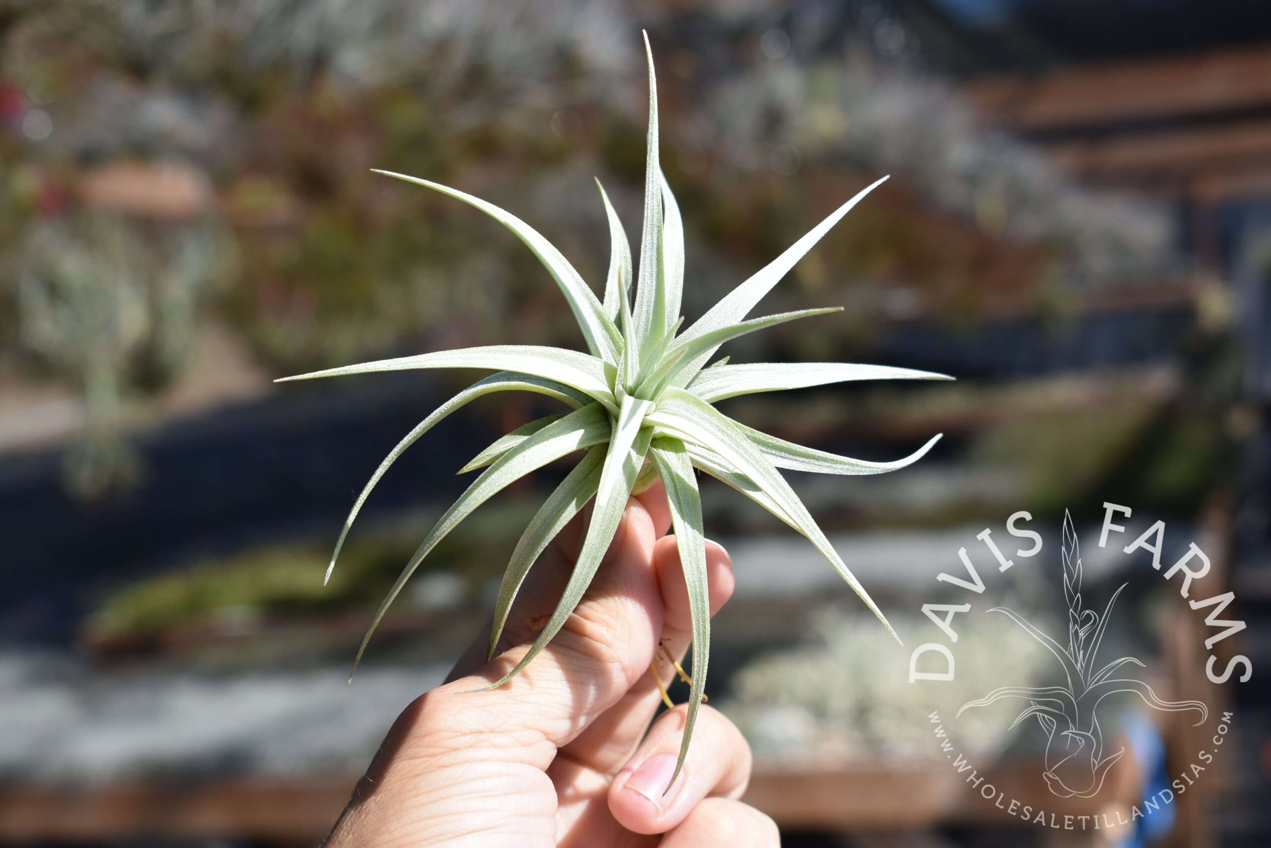 Tillandsia stricta angel white form