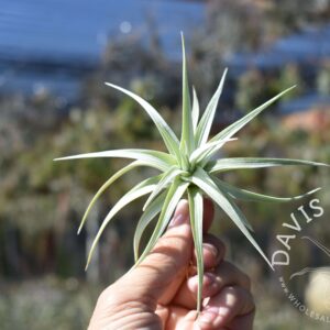 Tillandsia stricta angel white form