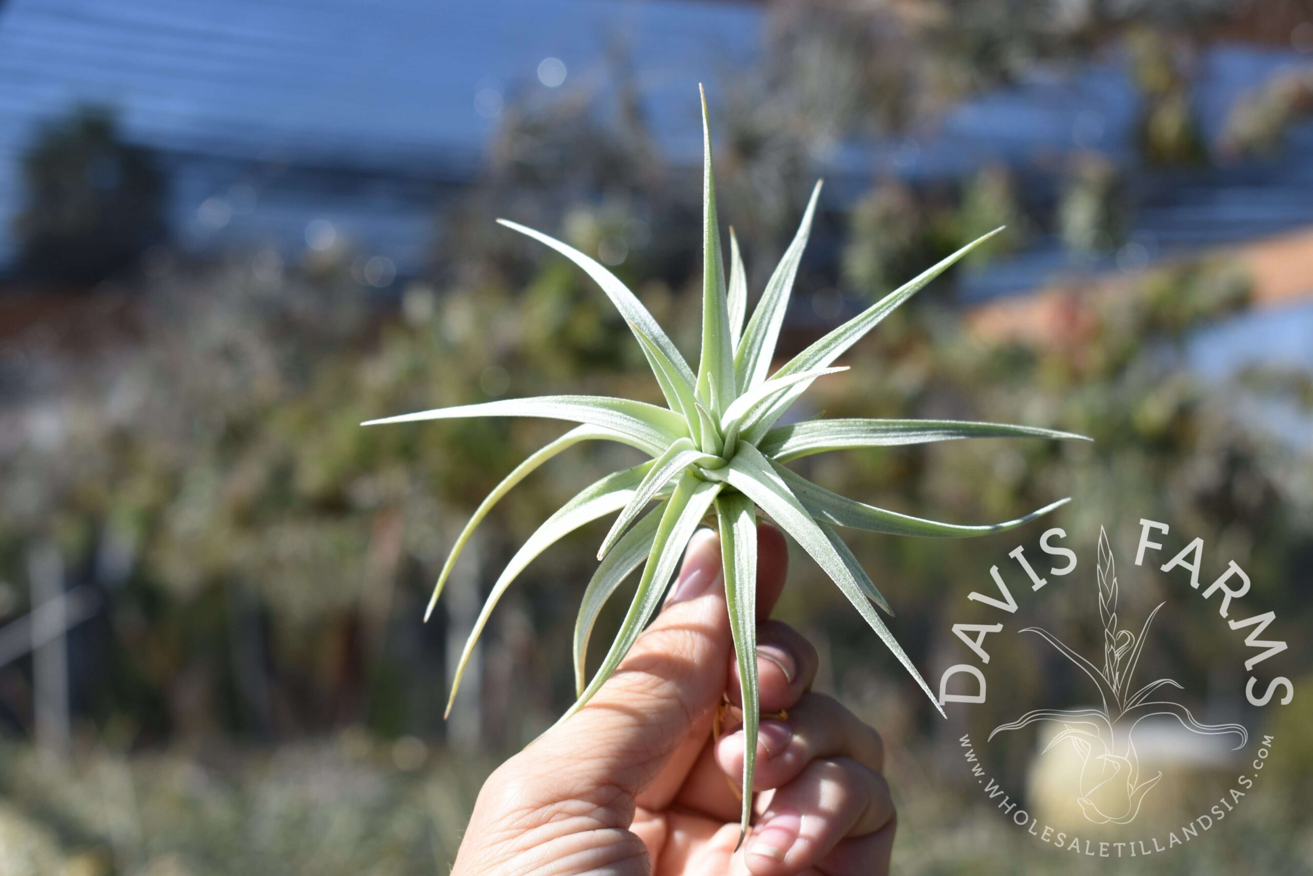 Tillandsia stricta angel white form