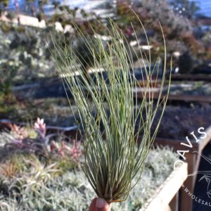 Tillandsia juncifolia "pine needle"