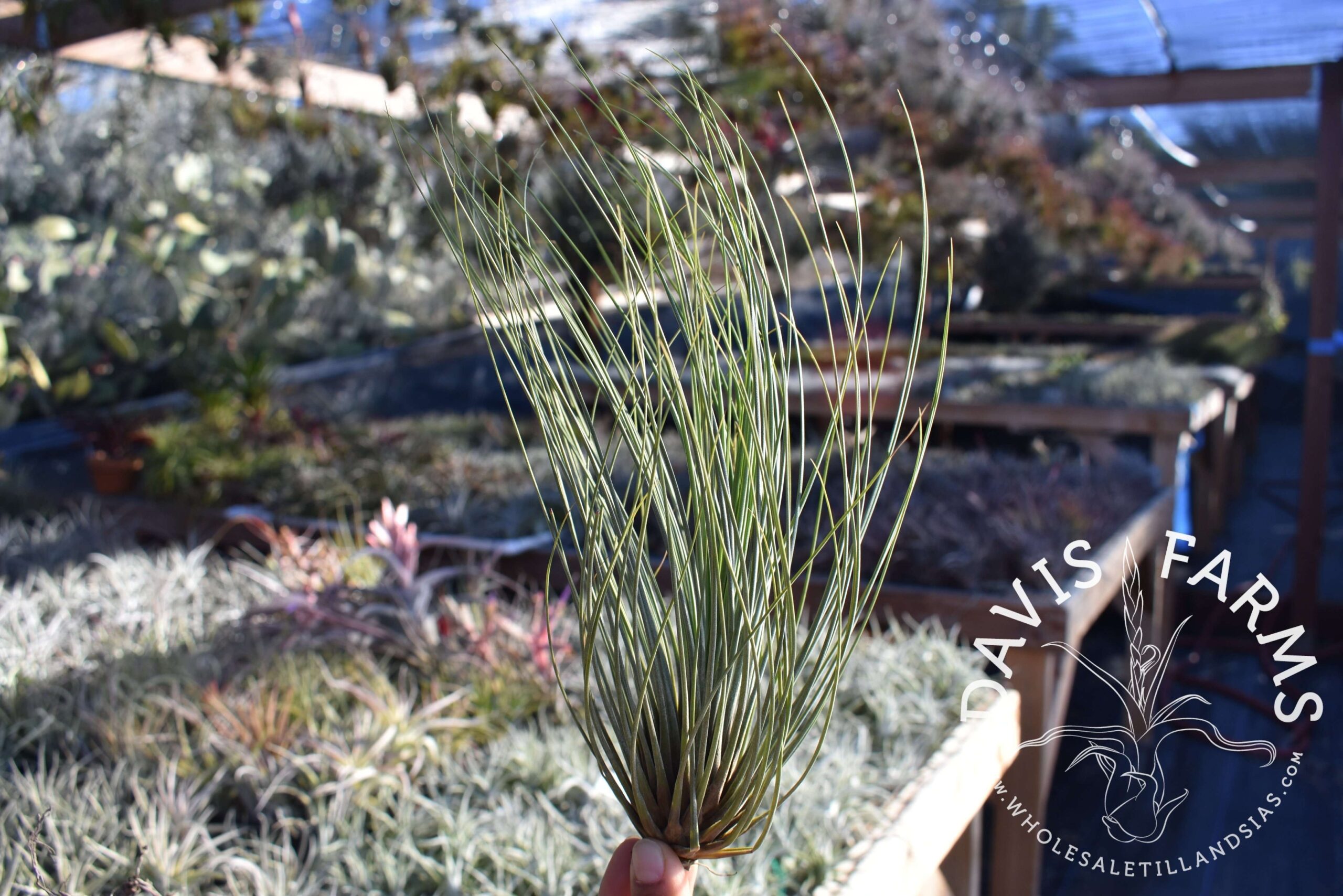 Tillandsia juncifolia "pine needle"