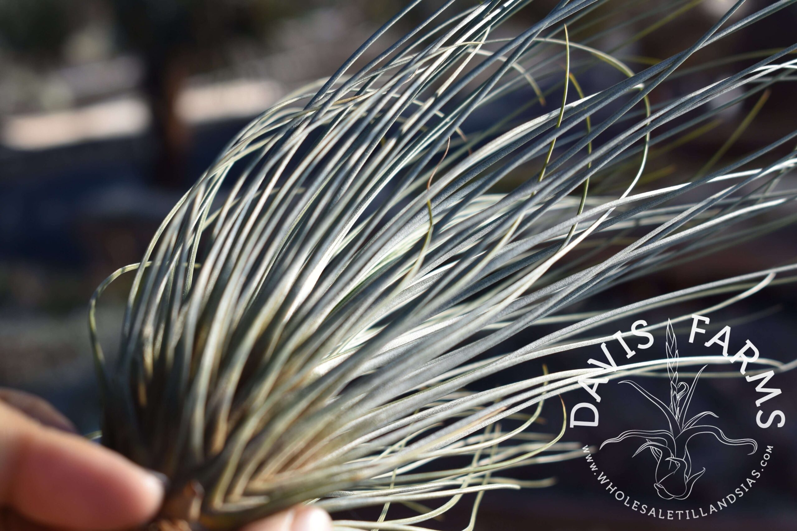 Tillandsia juncifolia "pine needle"
