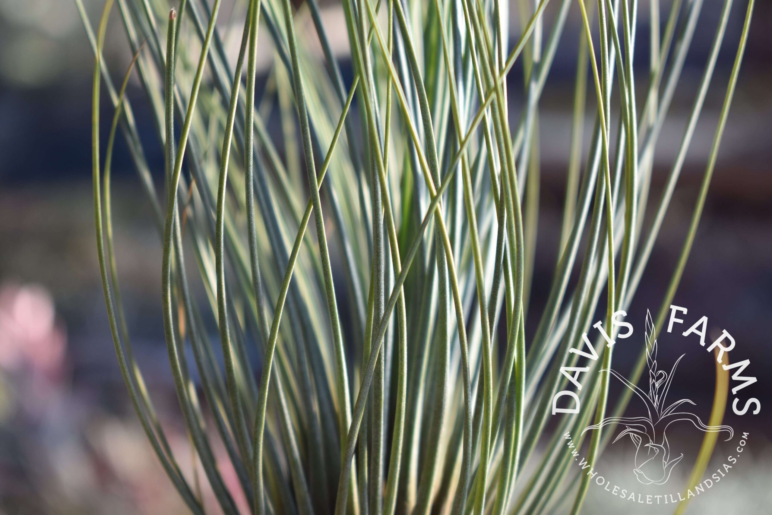 Tillandsia juncifolia "pine needle"