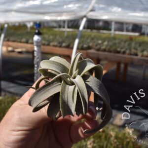 Tillandsia latifolia leucophylla