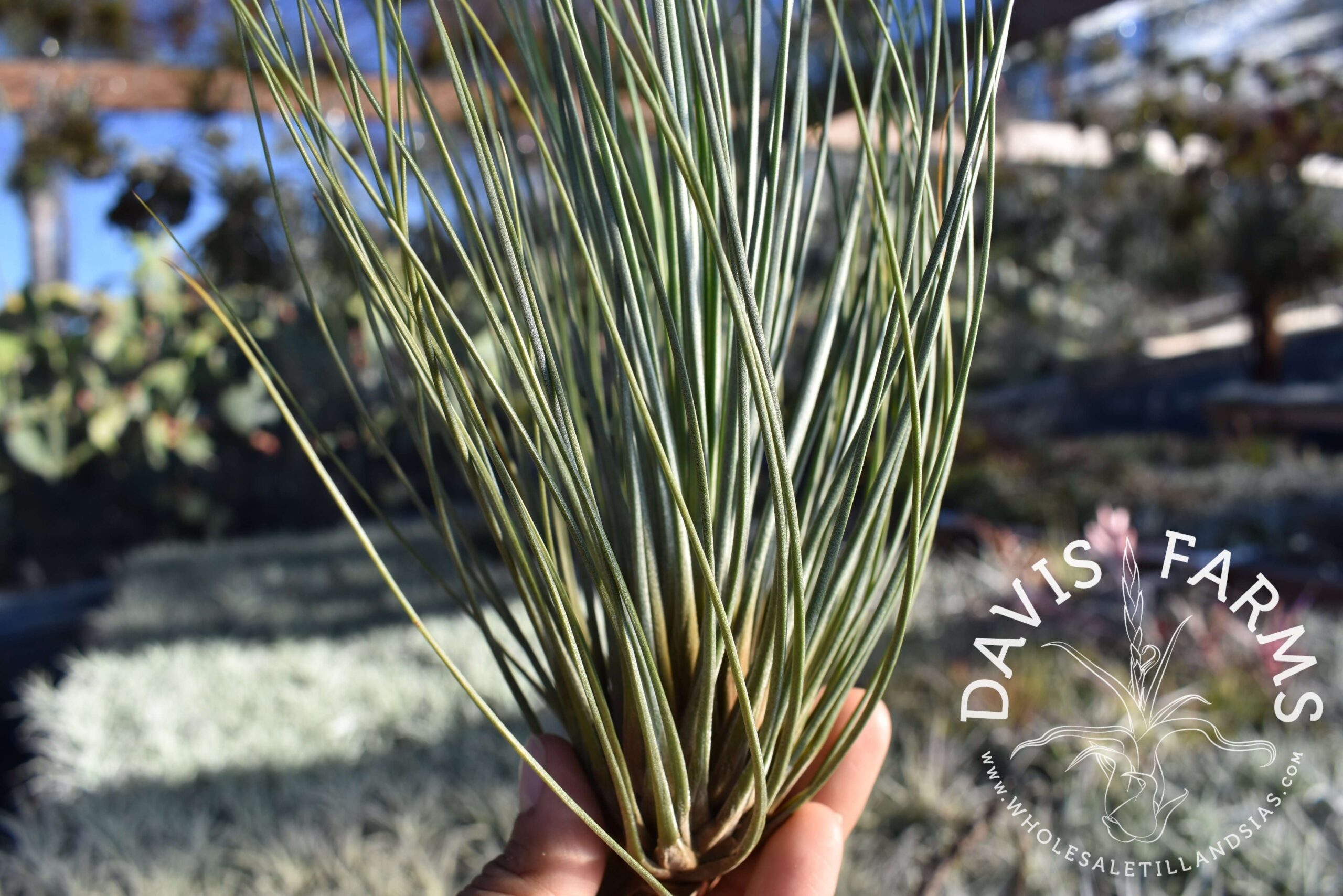 Tillandsia juncifolia "pine needle"