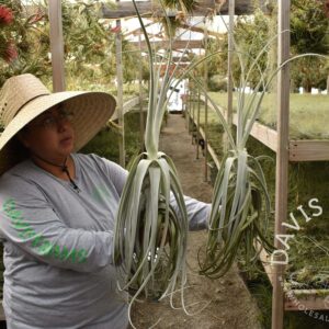 Tillandsia duratii x straminea