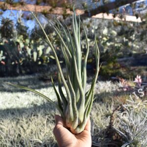 Tillandsia seleriana x pruinosa Colombia