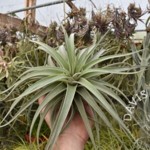 Tillandsia didisticha large form