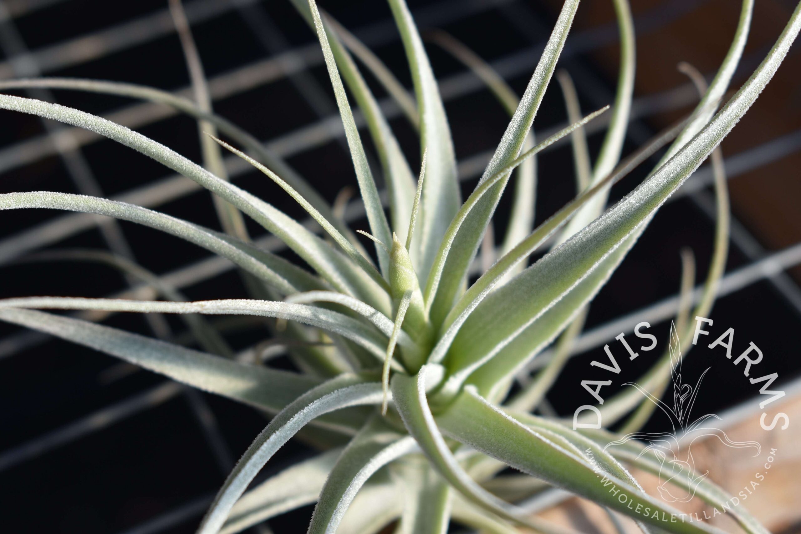 Tillandsia purpurea no.12