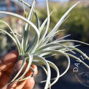 Tillandsia pohliana