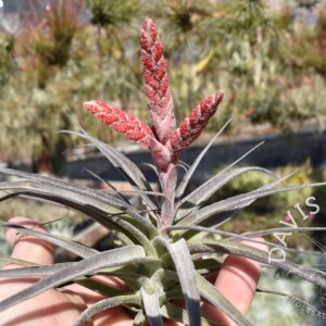 Tillandsia latifolia #3