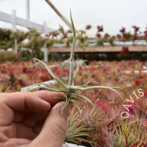 Tillandsia reichenbachii