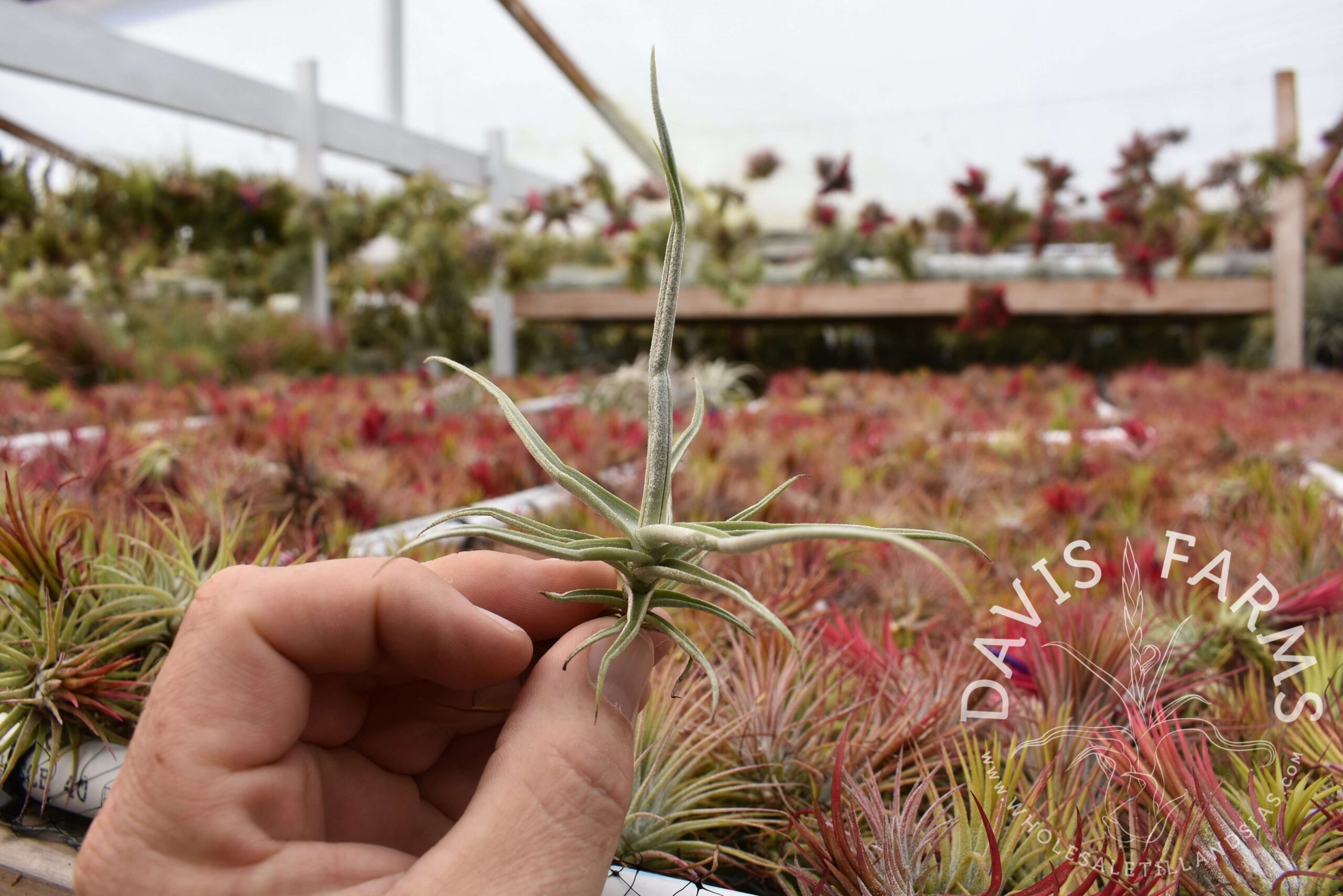Tillandsia reichenbachii