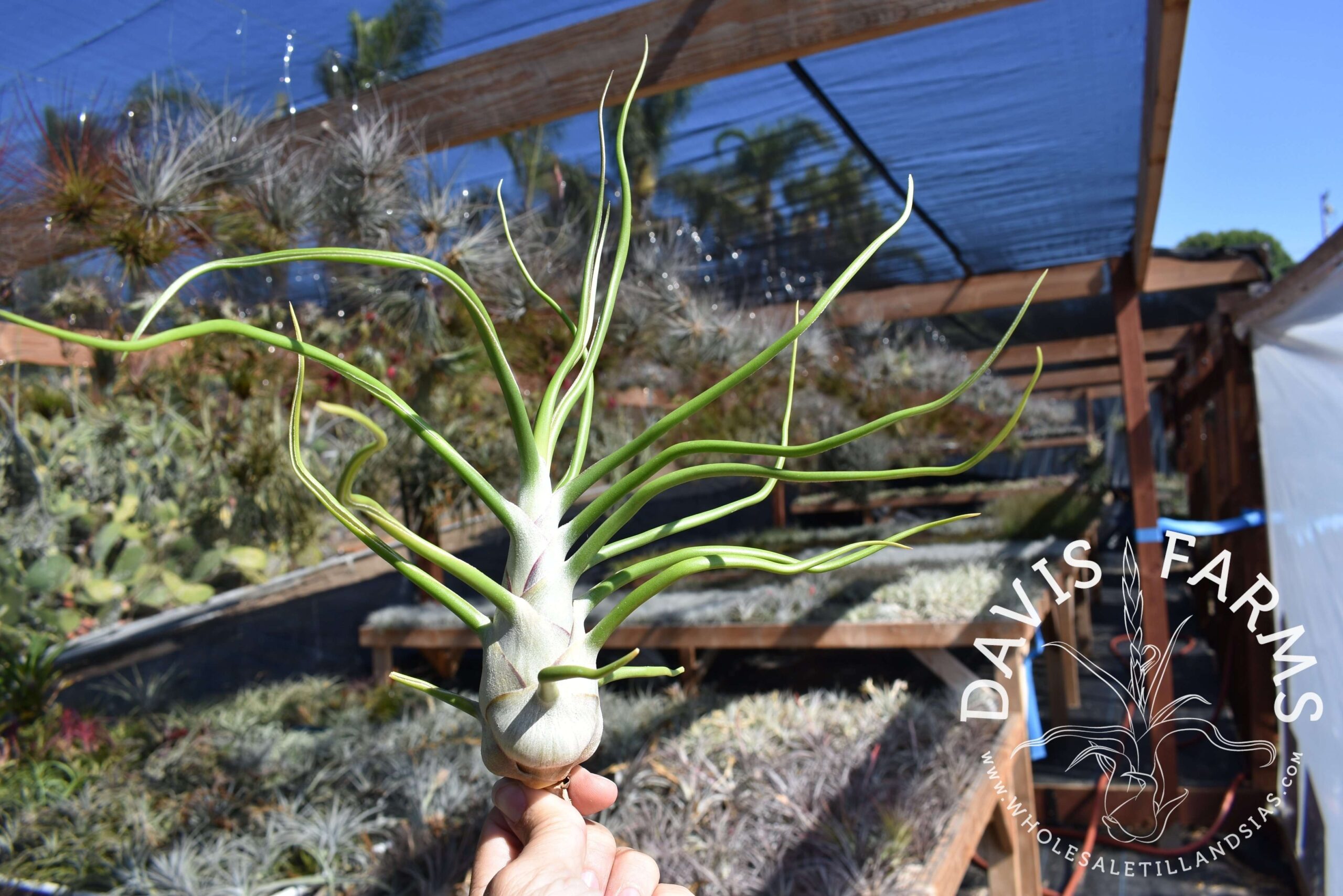 Tillandsia bulbosa "Belize"