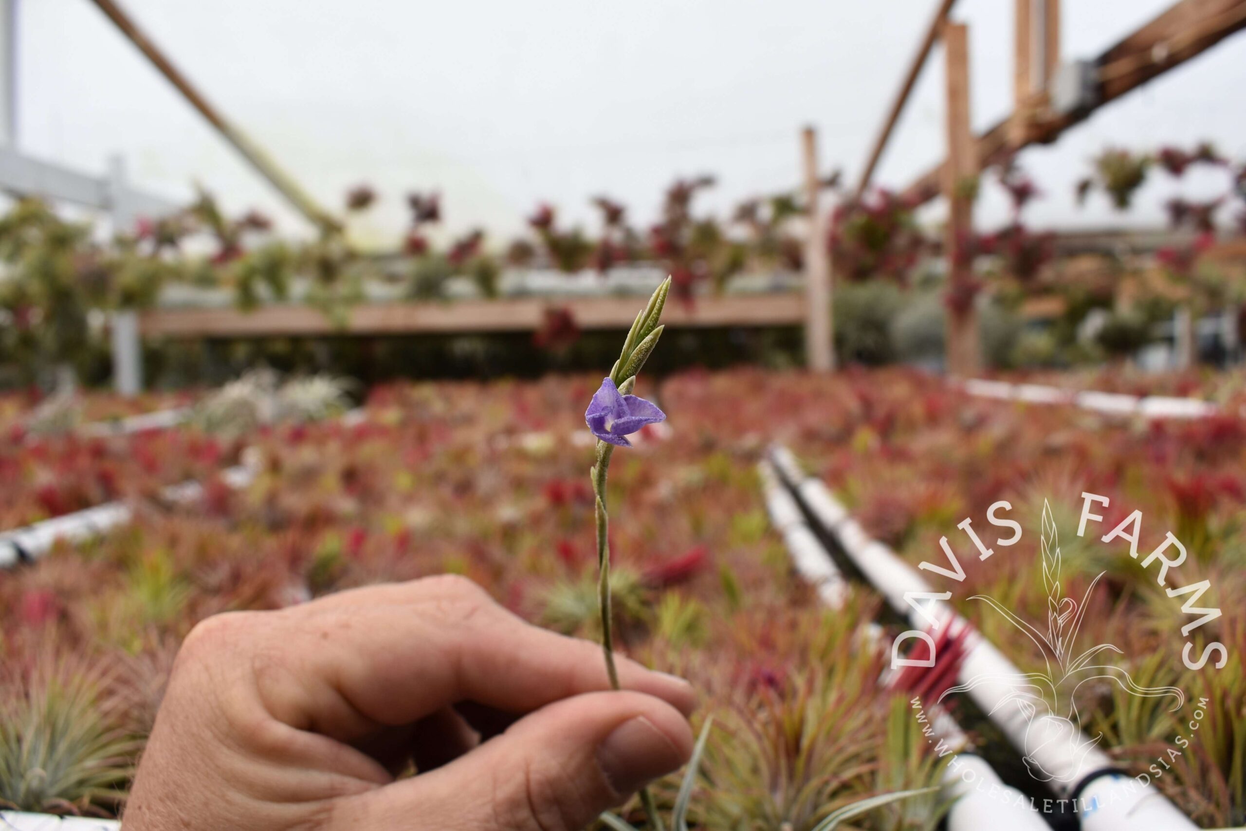 Tillandsia reichenbachii