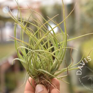 Tillandsia Moonlight AKA rectifolia