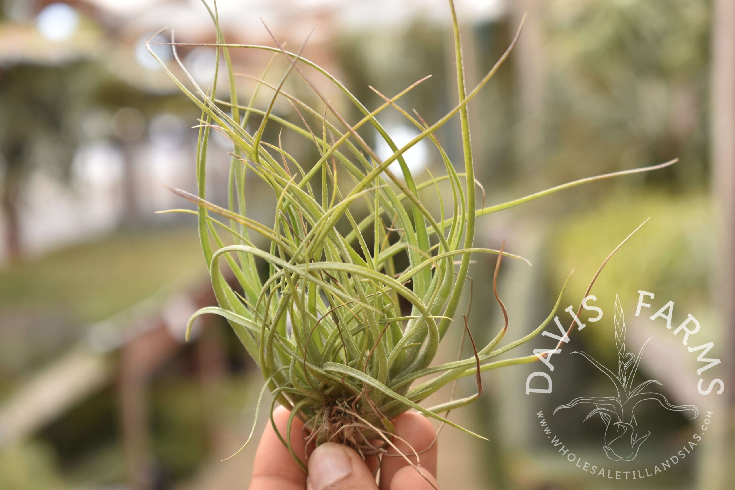 Tillandsia Moonlight AKA rectifolia