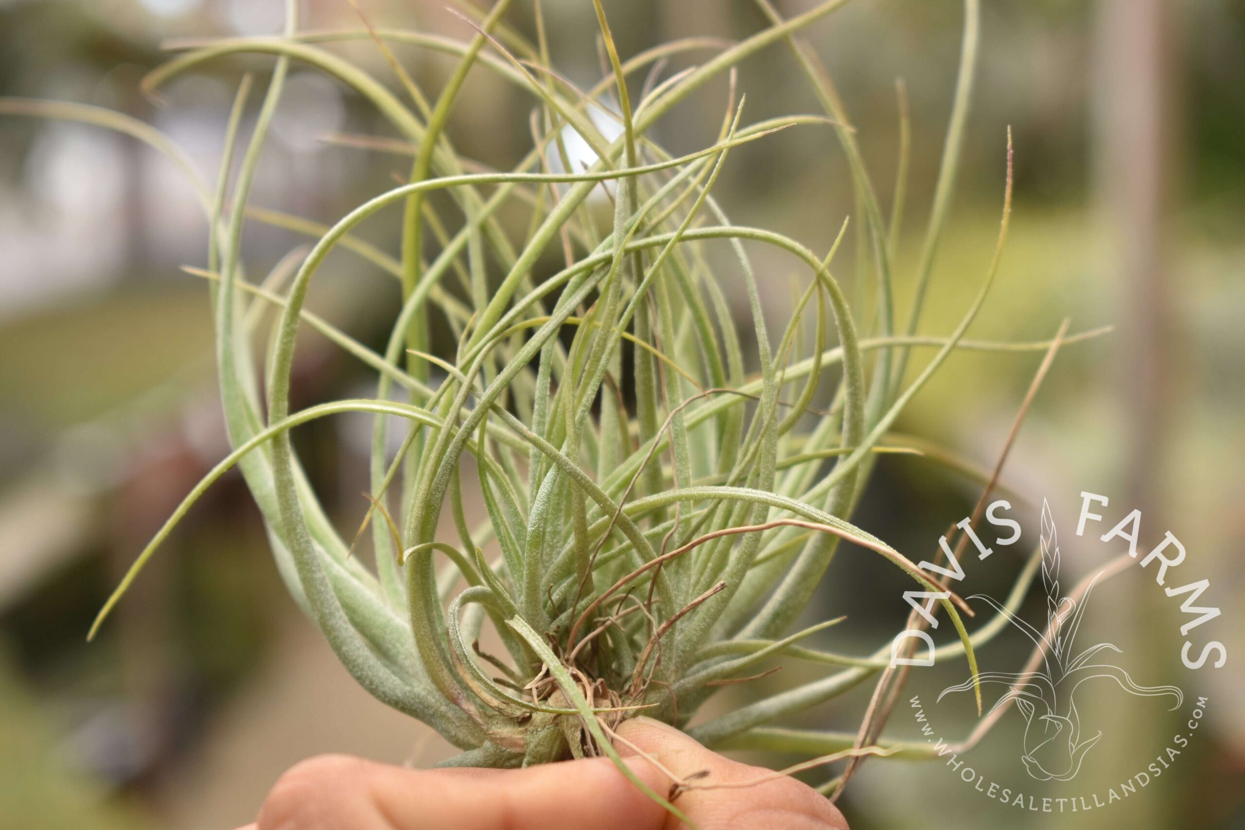 Tillandsia Moonlight AKA rectifolia