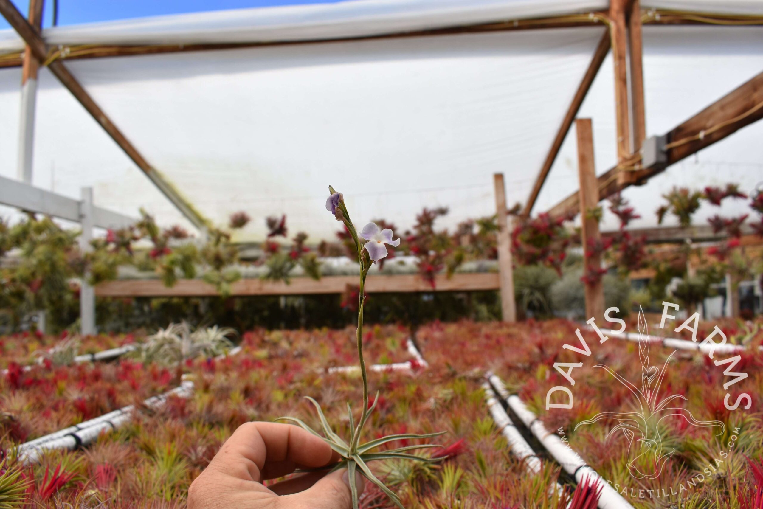 Tillandsia reichenbachii