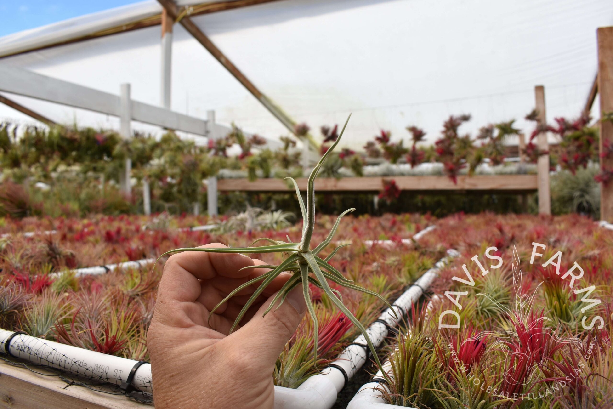 Tillandsia reichenbachii