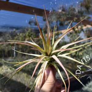 Tillandsia concolor