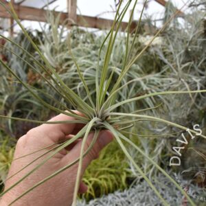 Tillandsia schiedeana x juncea