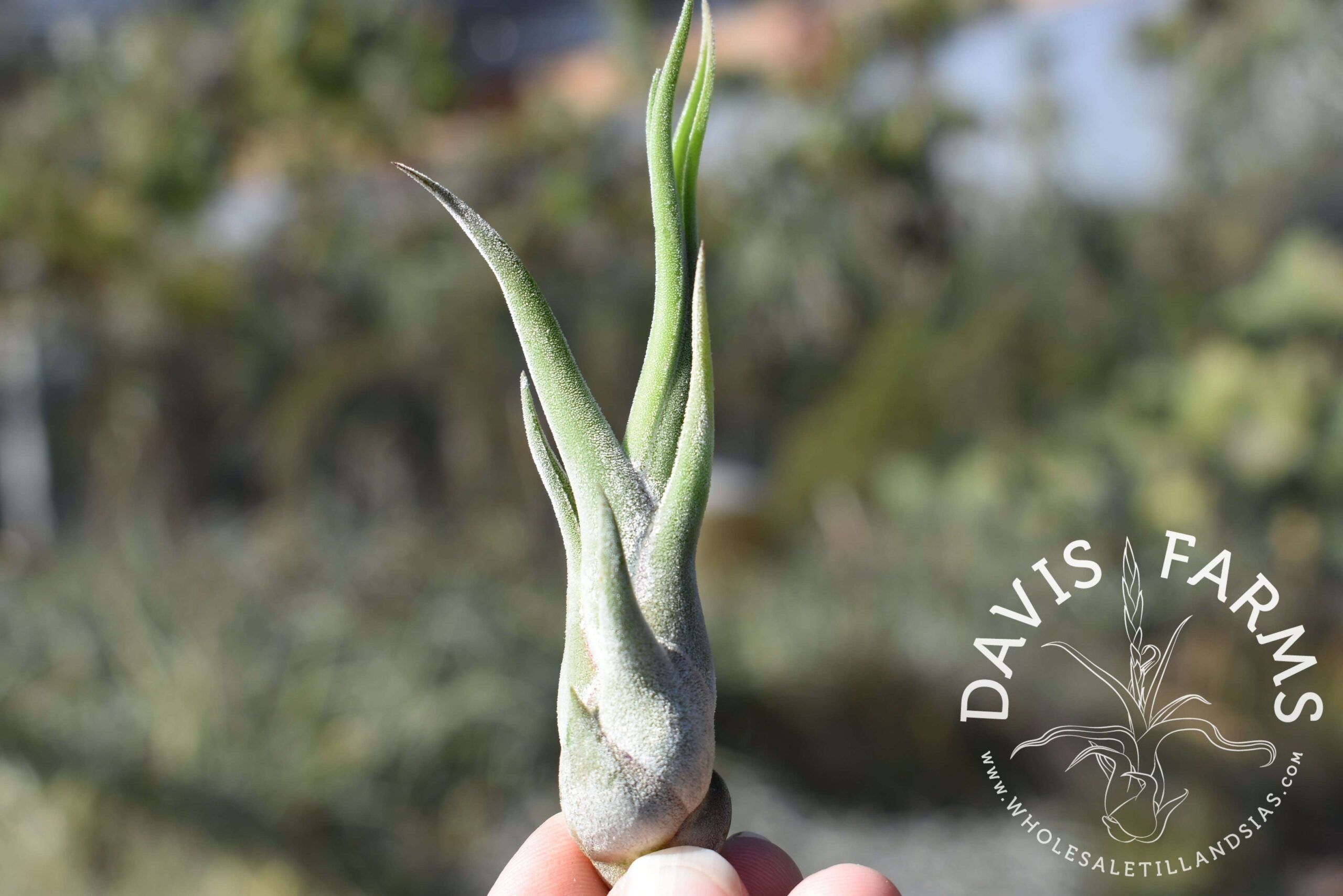 Tillandsia caput-medusae