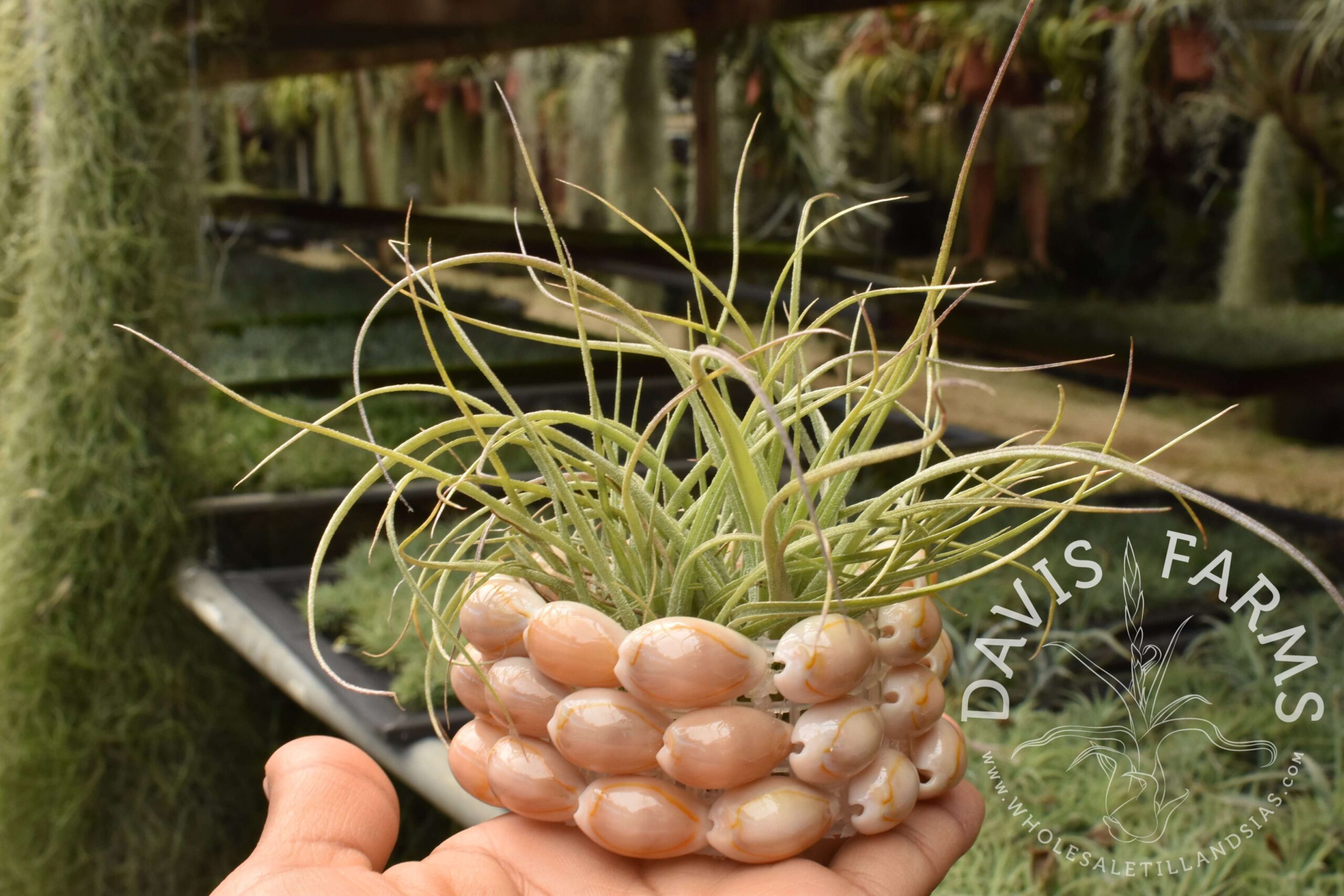 Tillandsia Moonlight AKA rectifolia