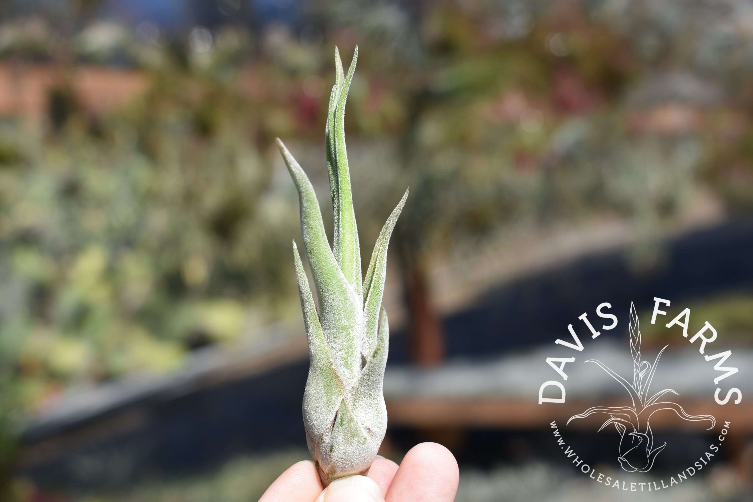 Tillandsia caput-medusae