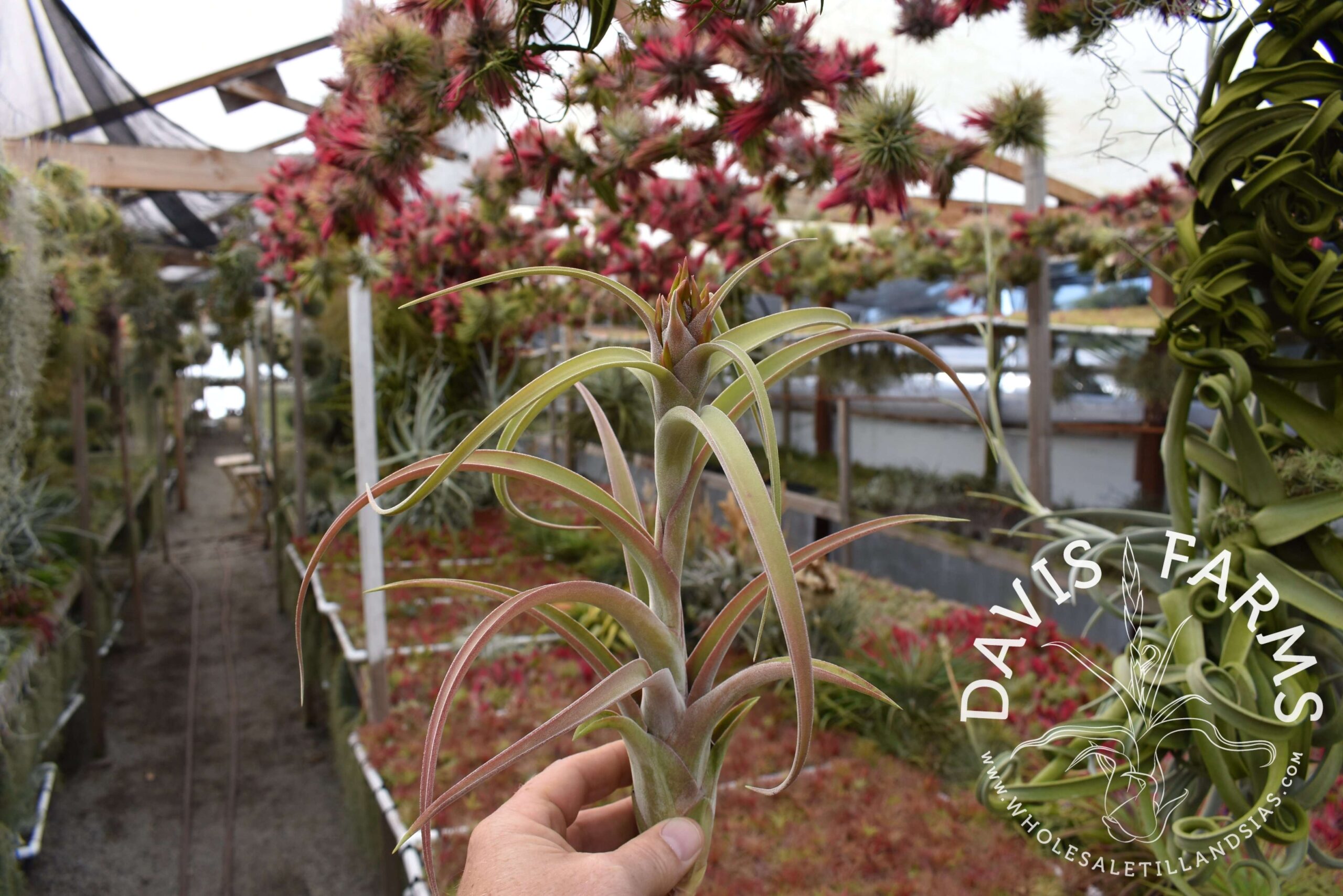 Tillandsia capitata peach x caput-medusae 'Vicente Bacaya'