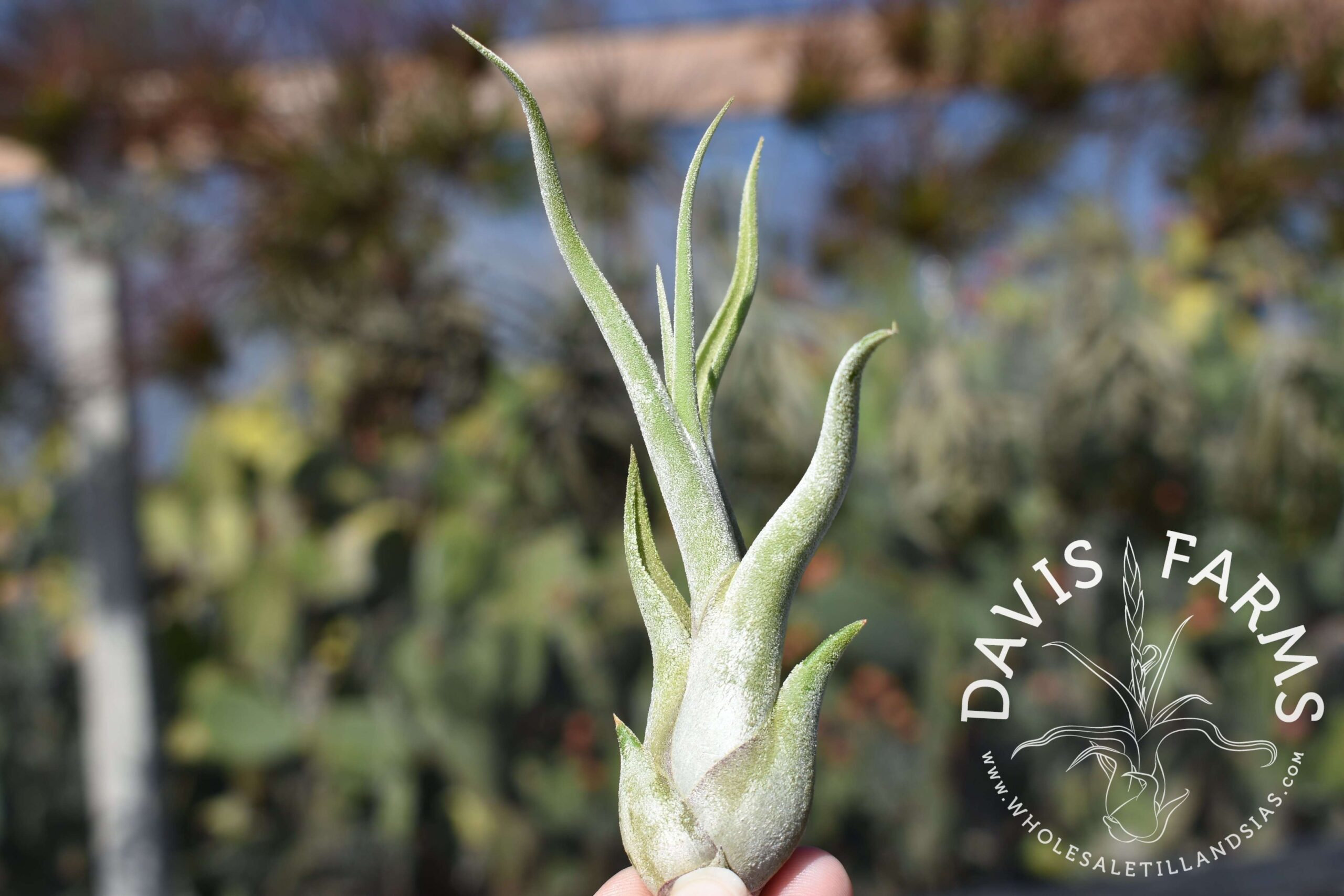 Tillandsia caput-medusae