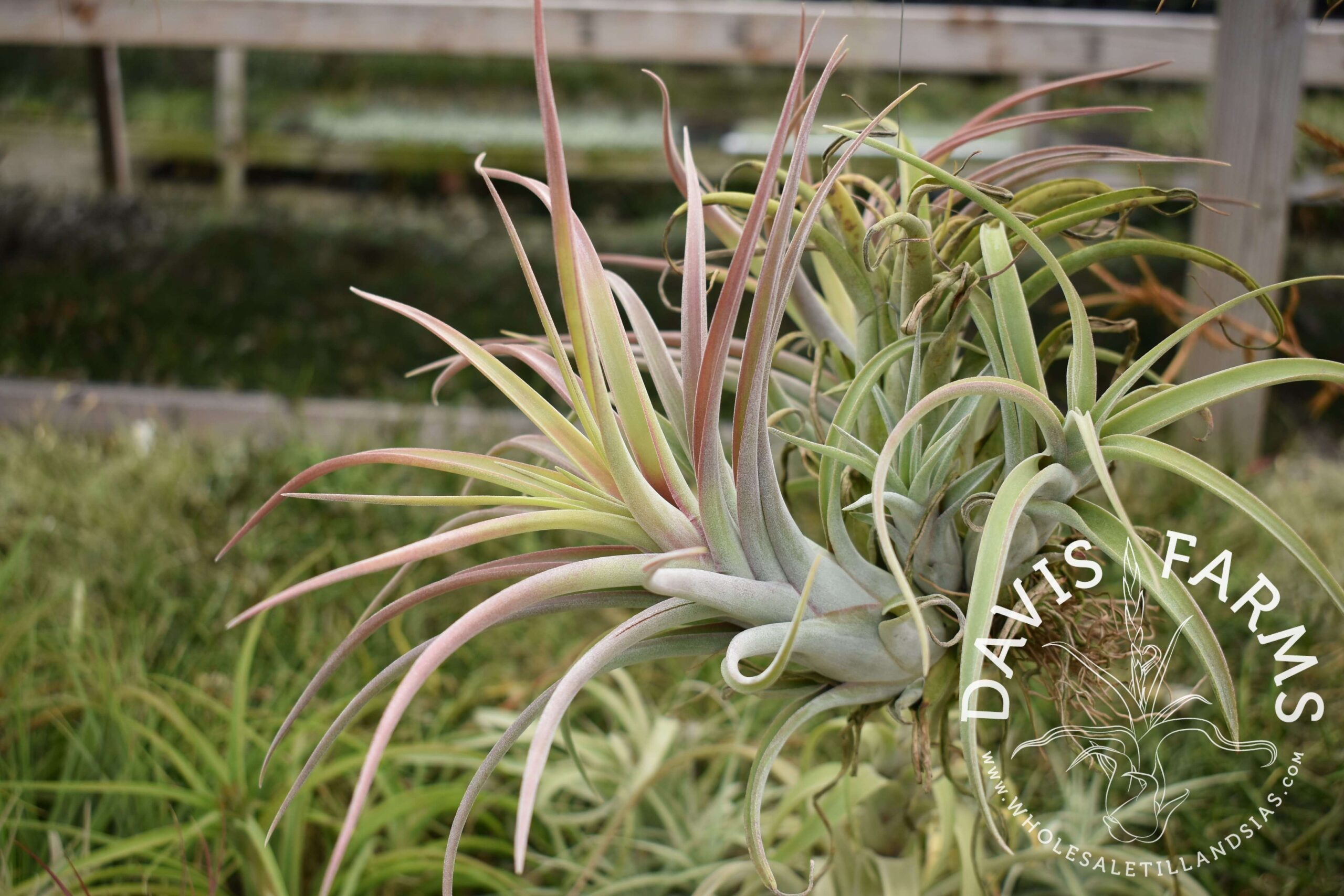 Tillandsia capitata peach x caput-medusae 'Vicente Bacaya'