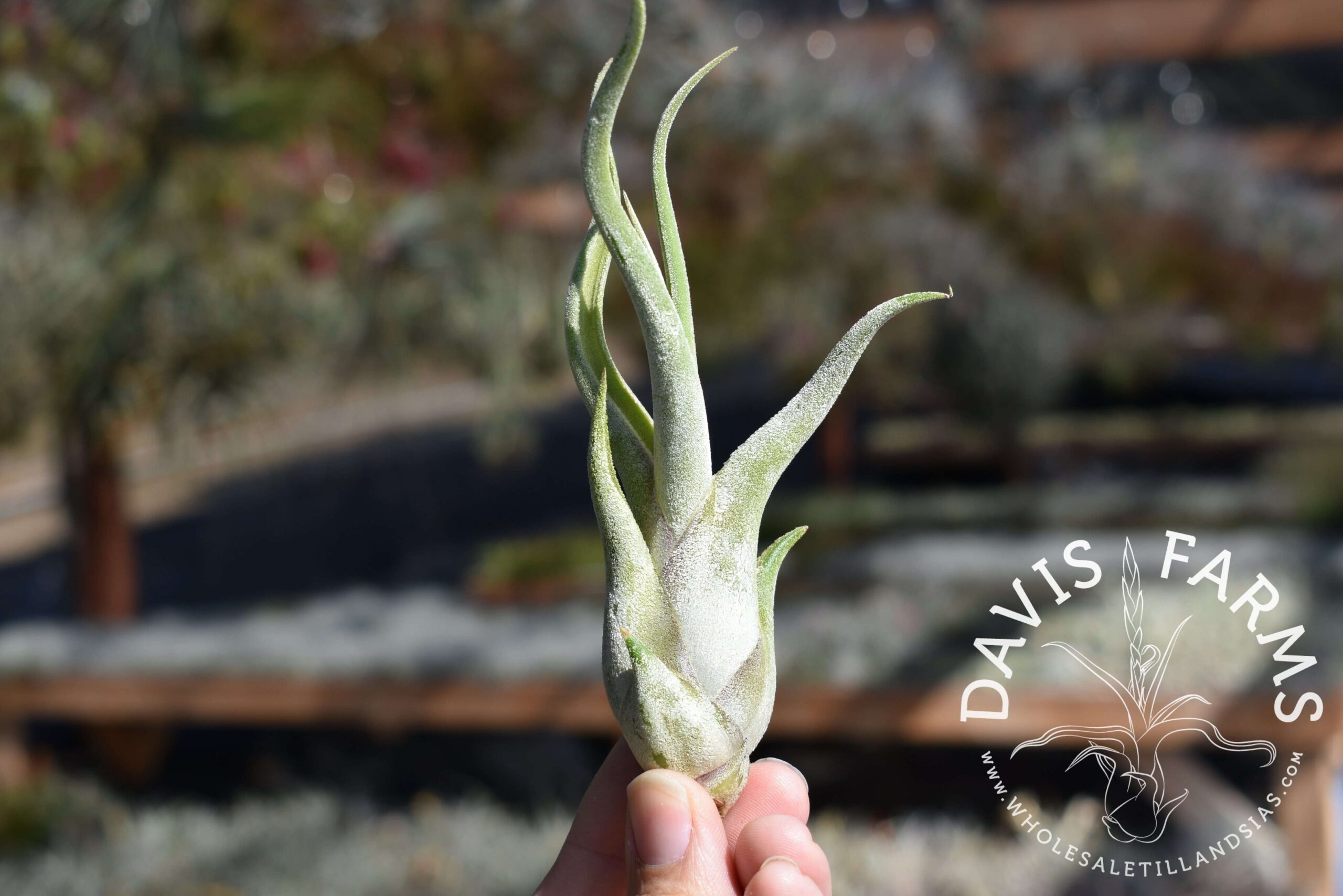 Tillandsia caput-medusae