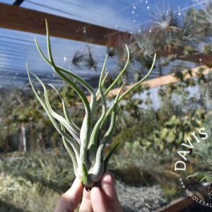 Tillandsia caput-medusae