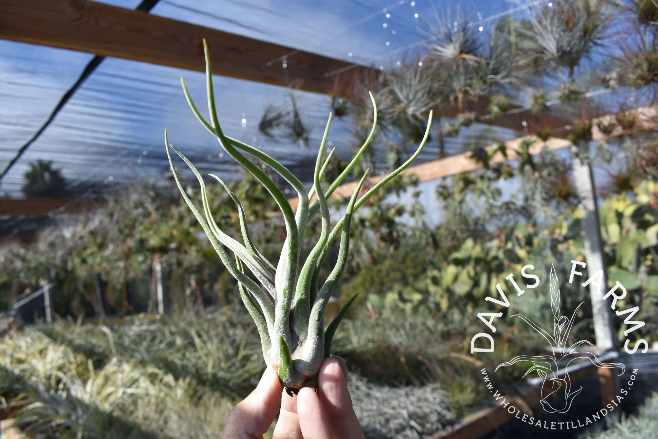 Tillandsia caput-medusae