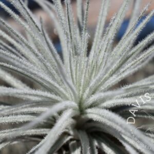 Tillandsia tectorum Peru
