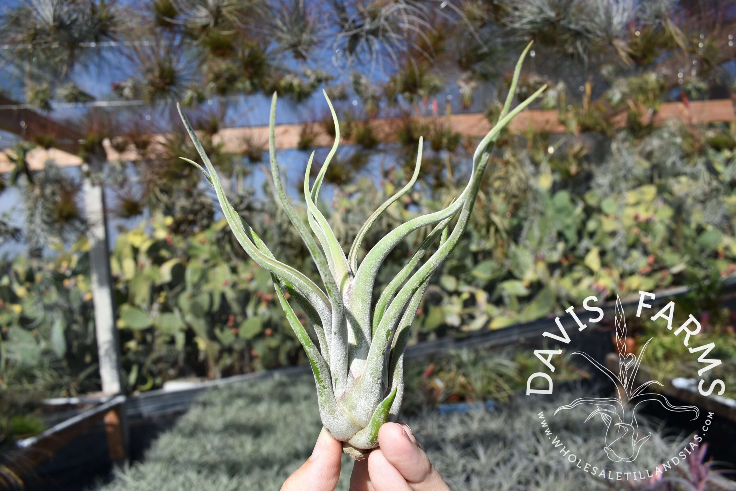 Tillandsia caput-medusae