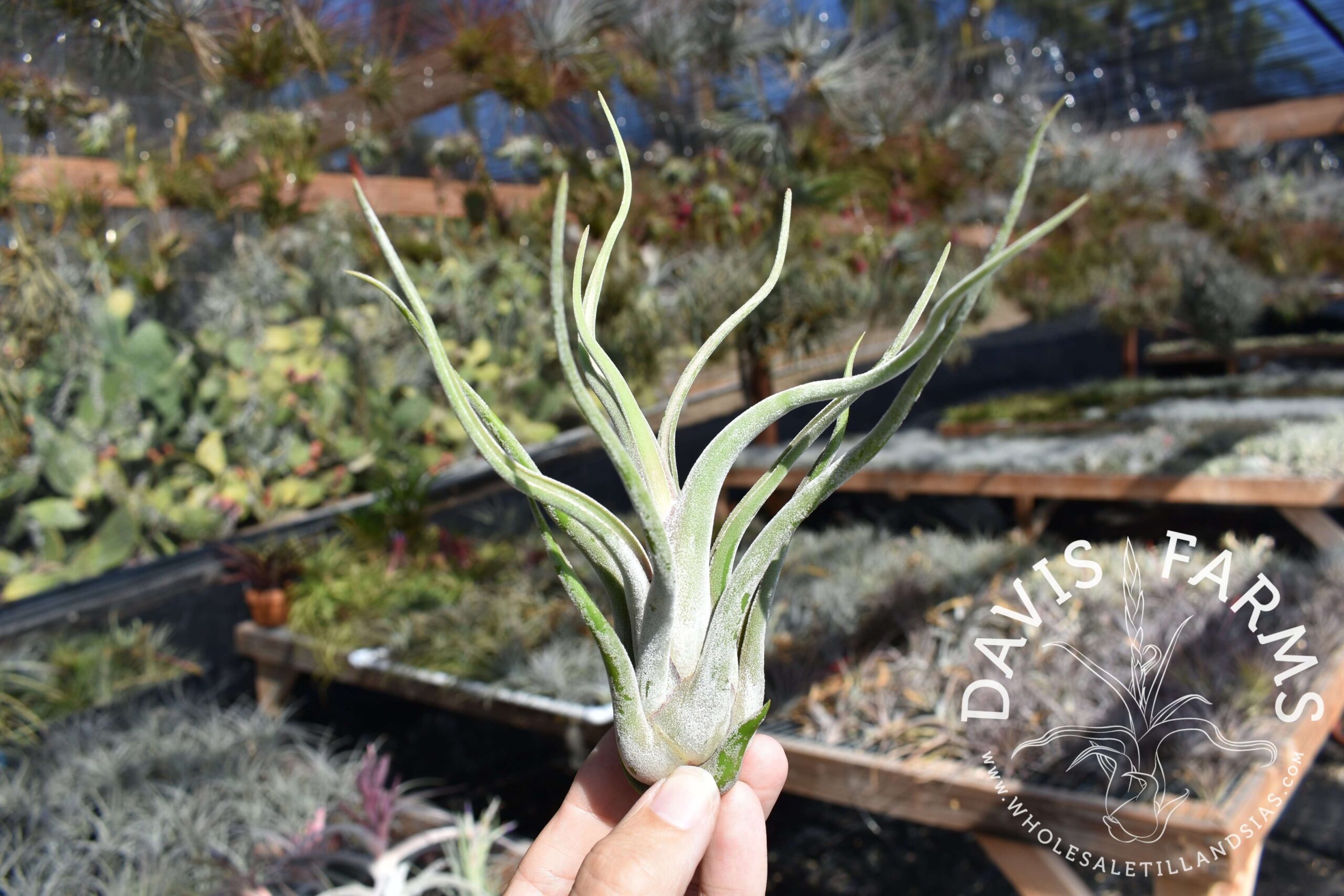 Tillandsia caput-medusae