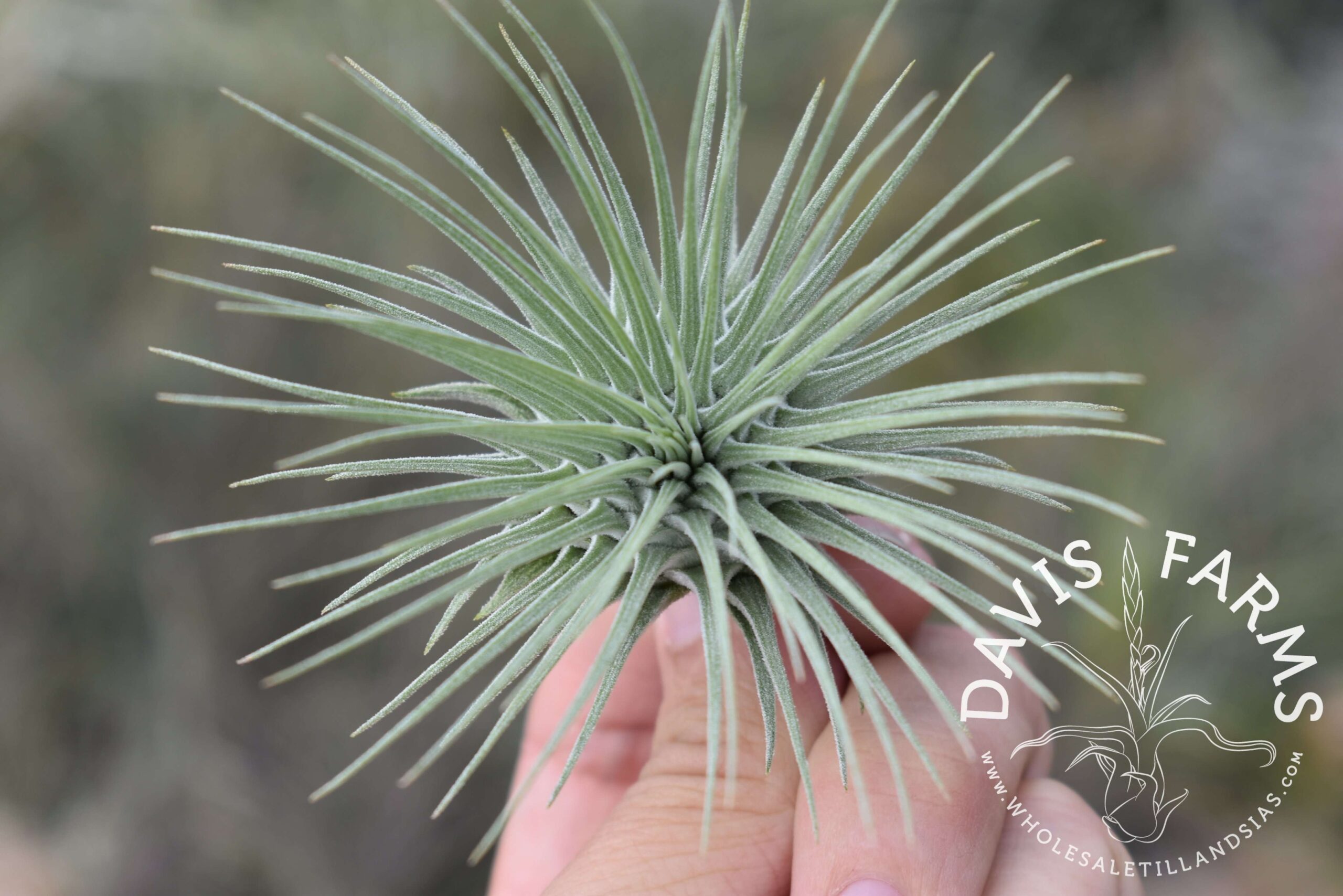 Tillandsia fuchsii var. fuchsii (Mexico)