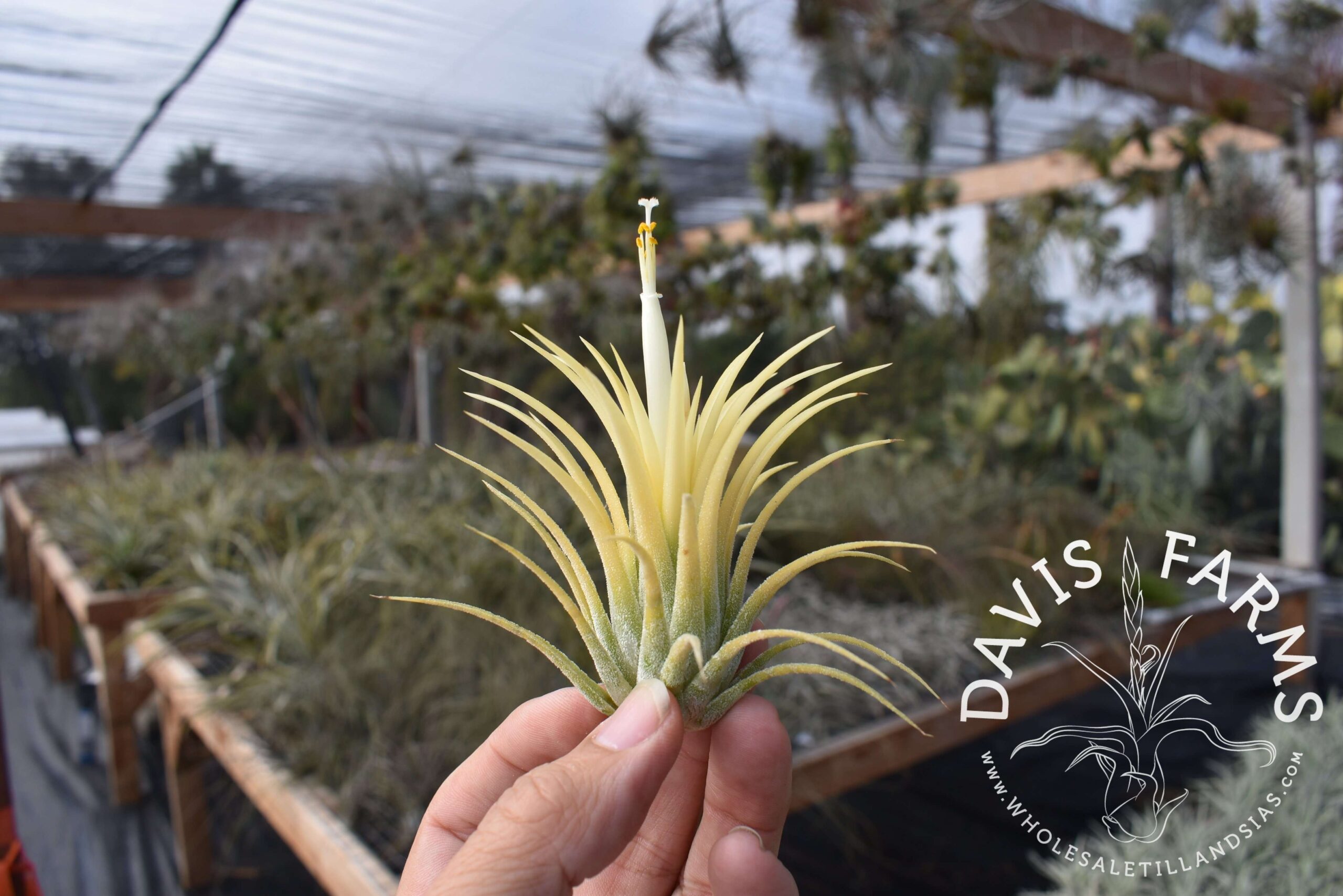 Tillandsia ionantha 'druid'