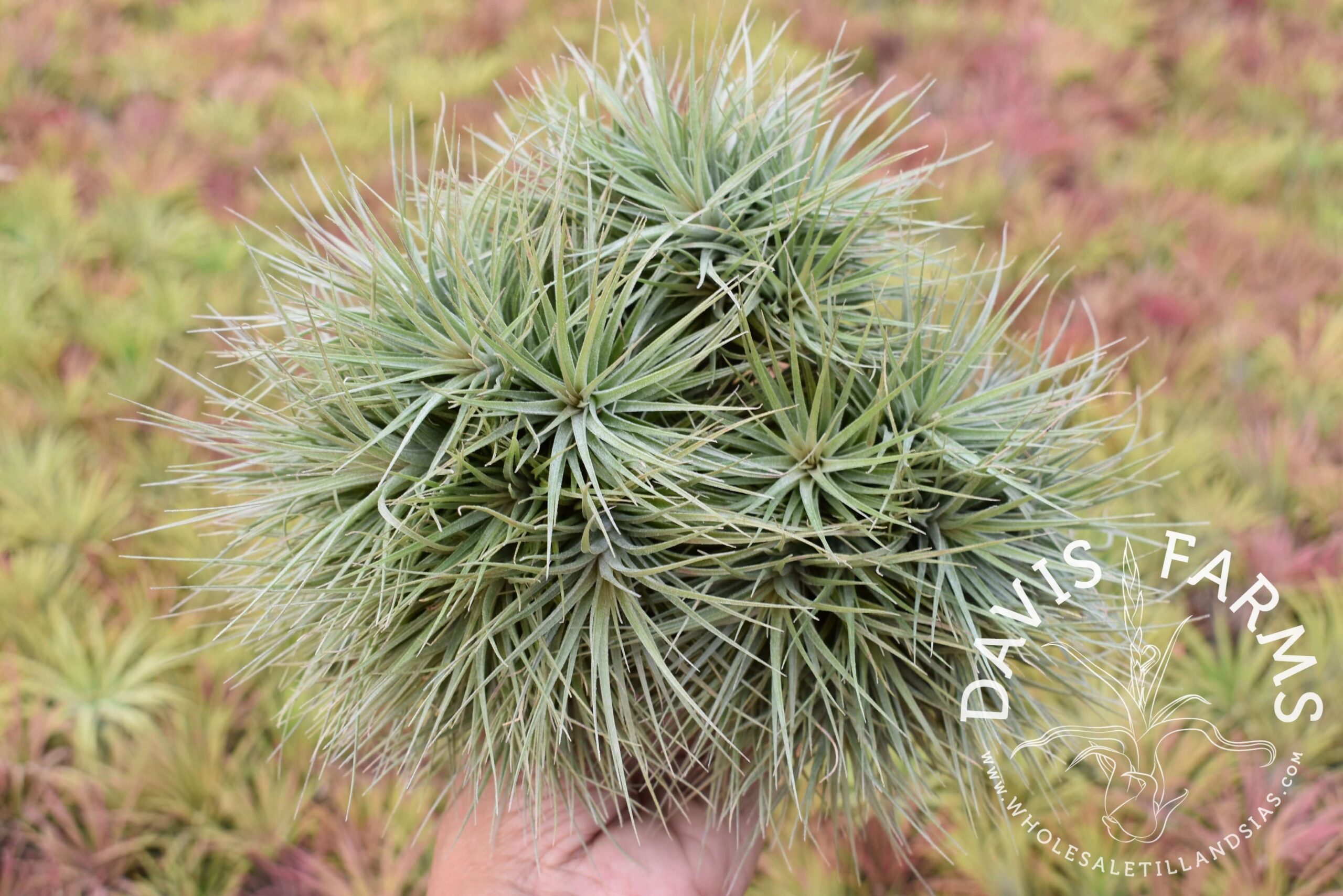 Tillandsia Houston dwarf form