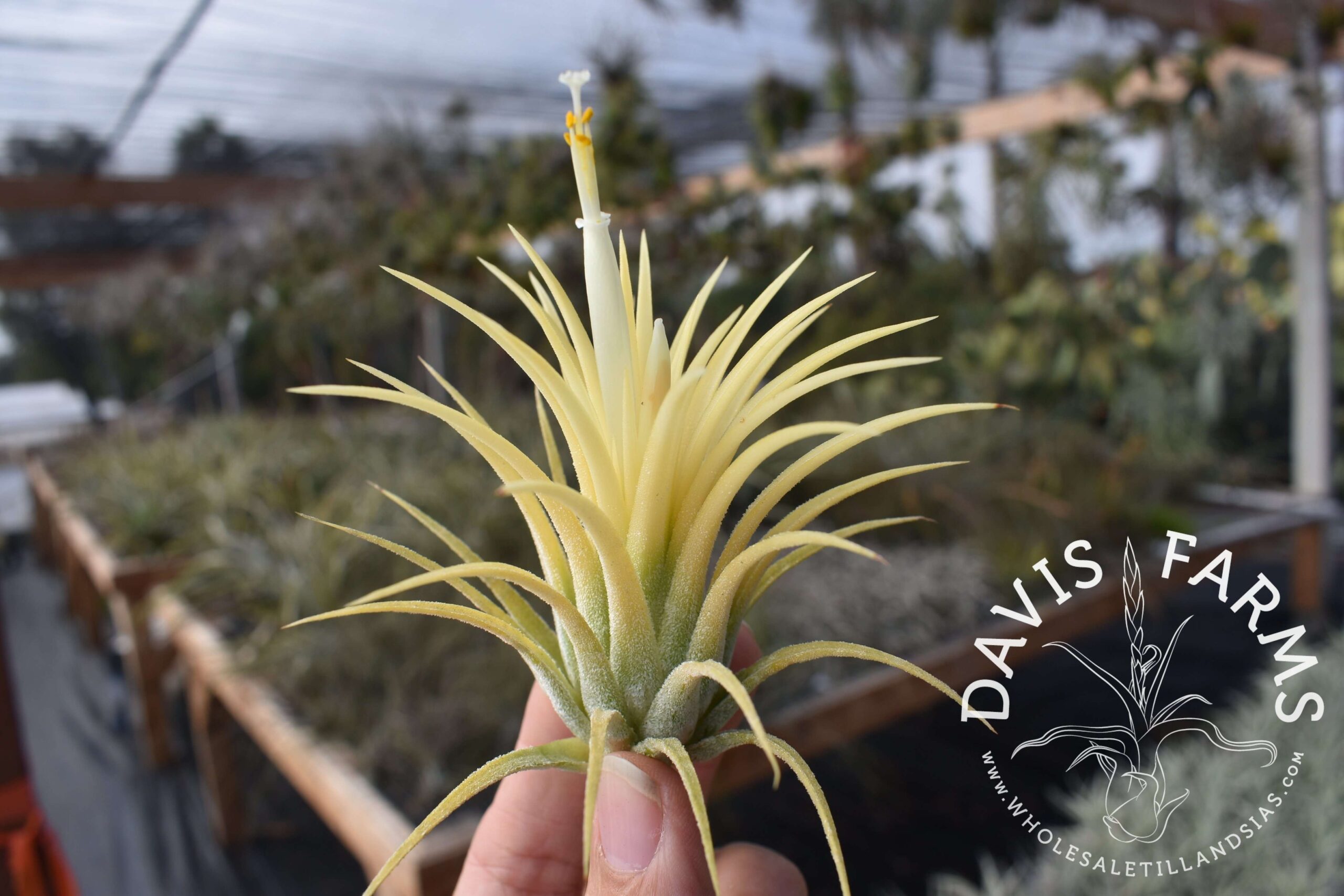 Tillandsia ionantha 'druid'