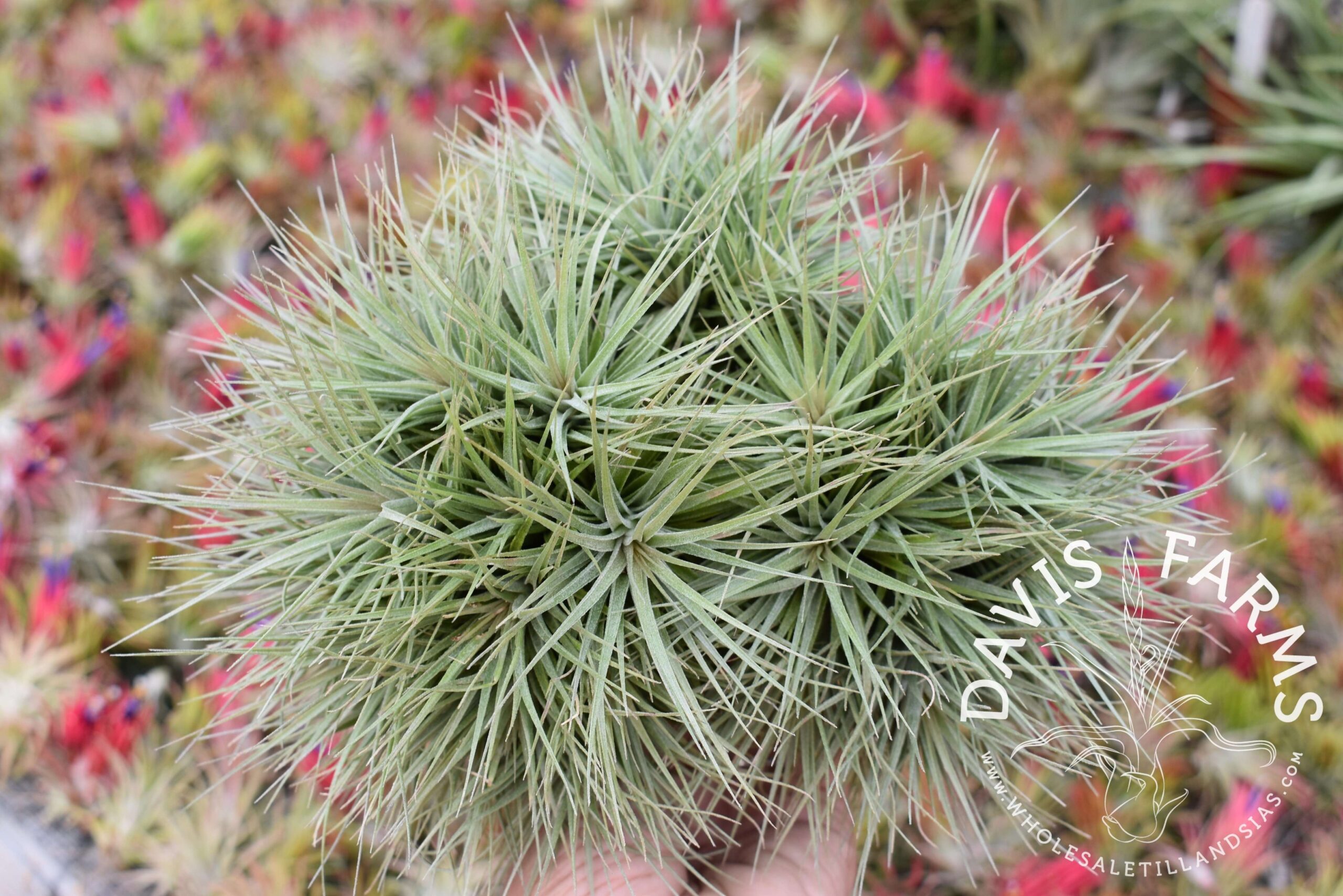 Tillandsia Houston dwarf form