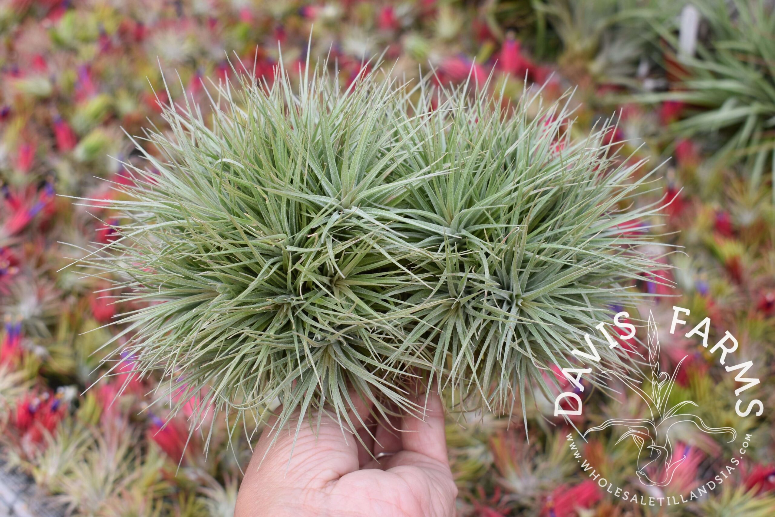 Tillandsia Houston dwarf form