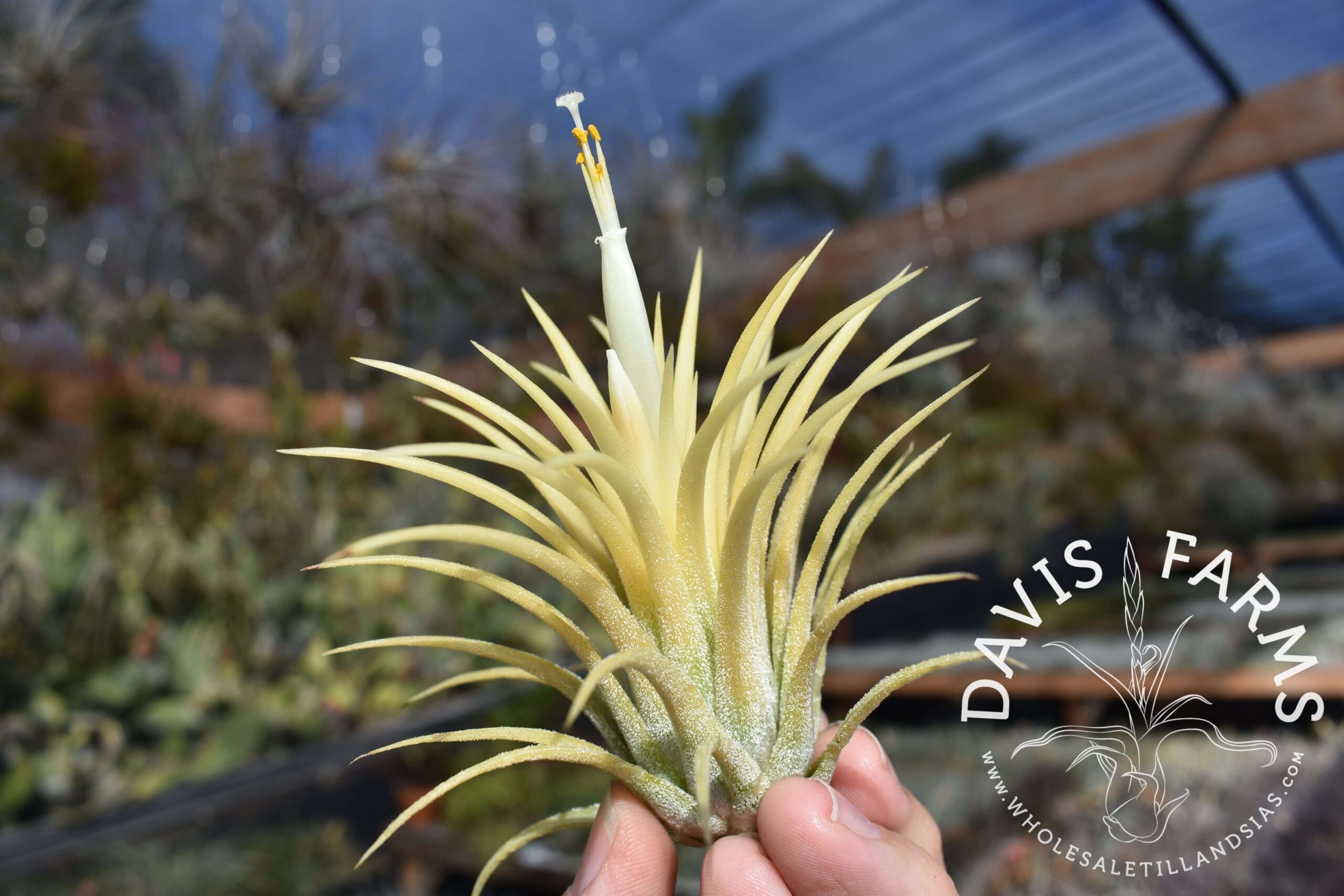 Tillandsia ionantha 'druid'