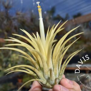 Tillandsia ionantha 'druid'