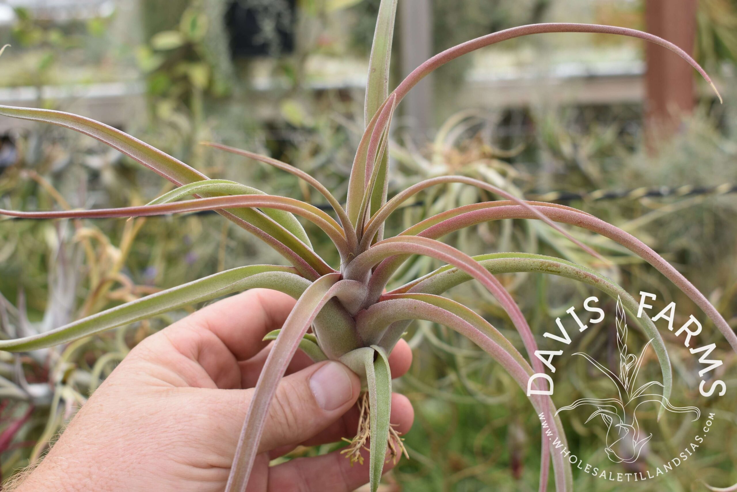 Tillandsia capitata peach x caput-medusae 'Vicente Bacaya'