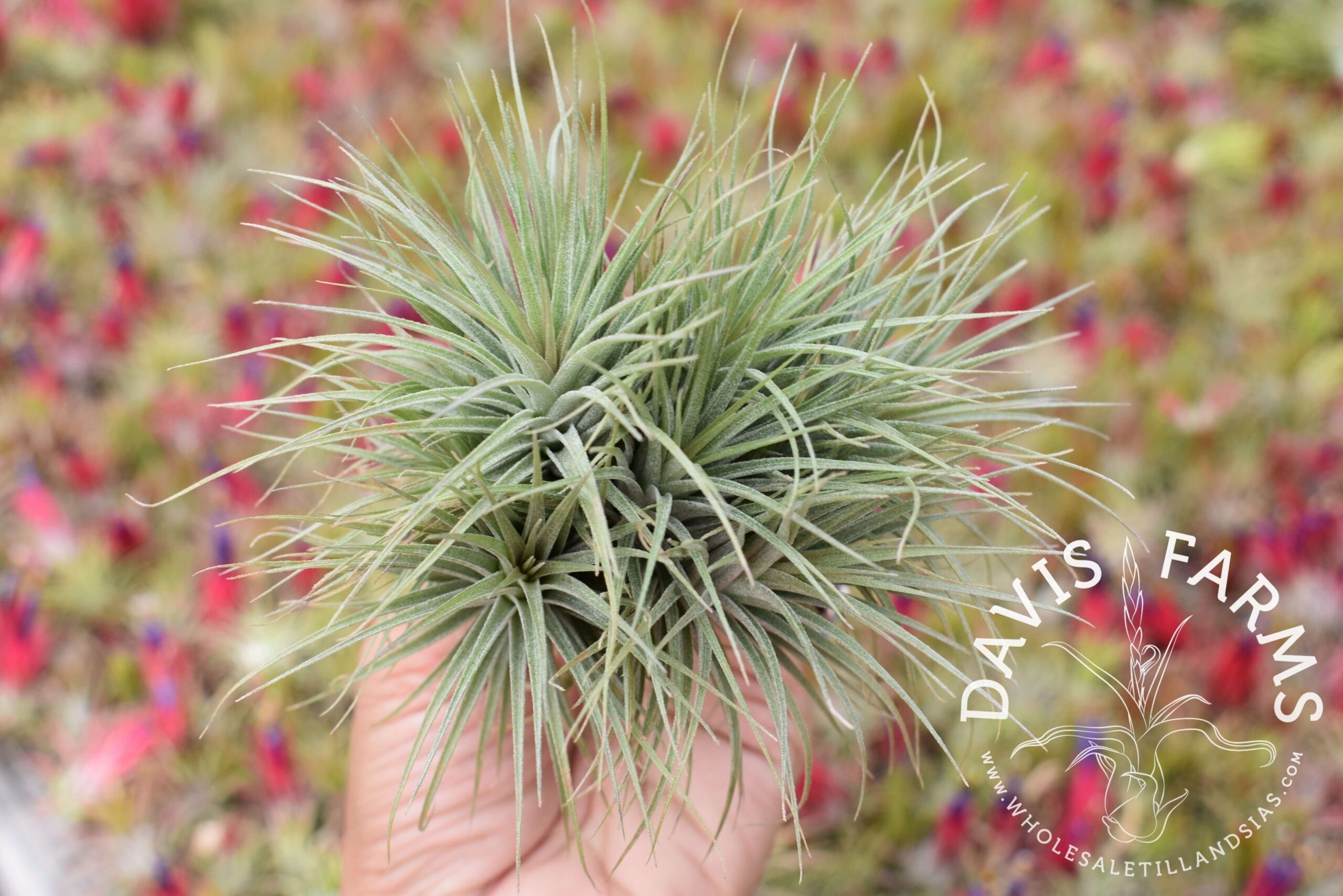 Tillandsia Houston dwarf form